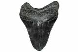 Fossil Megalodon Tooth - South Carolina #297469-1